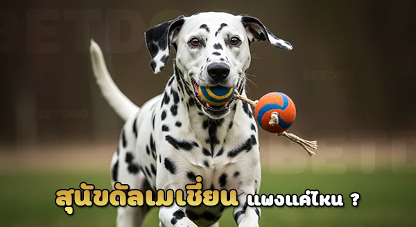 ดัลเมเชี่ยน ราคาแพง