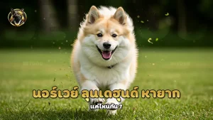 นอร์เวย์ ลุนเดฮุนด์ หายาก