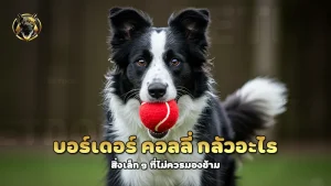 บอร์เดอร์ คอลลี่ กลัวอะไร