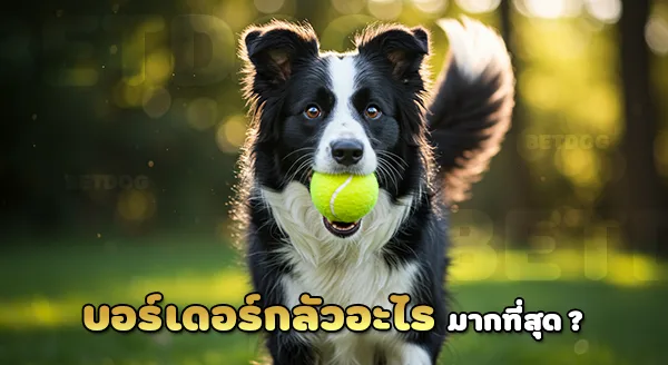 บอร์เดอร์ คอลลี่ กลัวอะไร