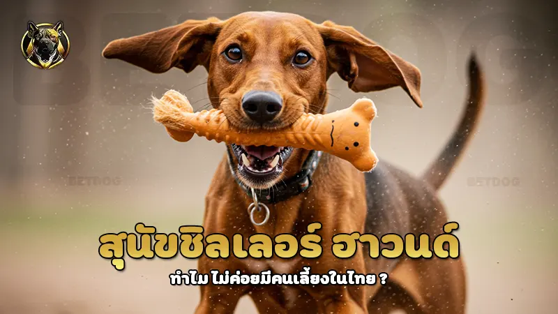 สุนัขชิลเลอร์ ฮาวนด์