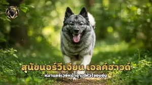 สุนัขนอร์วีเจียน เอลค์ฮาวด์