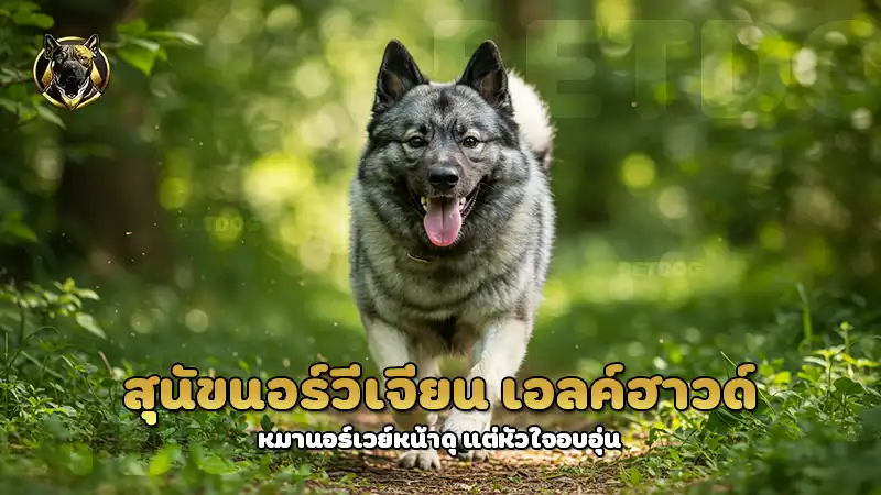 สุนัขนอร์วีเจียน เอลค์ฮาวด์