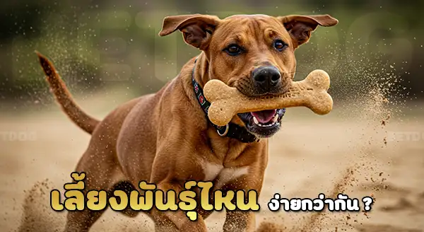 สุนัขบราซิลเลี่ยน เทอร์เรีย