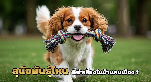 สุนัขพันธุ์กลาง น่าเลี้ยง