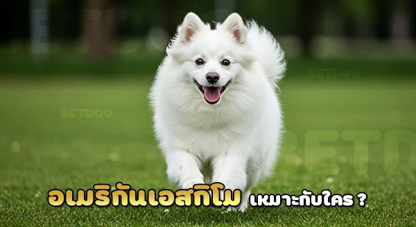 สุนัขอเมริกัน เอสกิโม