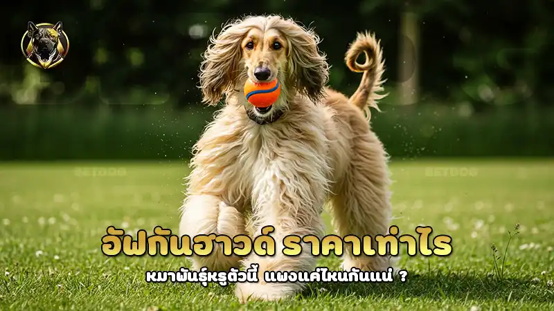 อัฟกันฮาวด์ ราคาเท่าไร