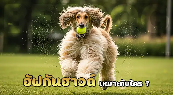 อัฟกันฮาวด์ ราคาเท่าไร