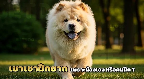 เชาเชา ฝึกยากไหม