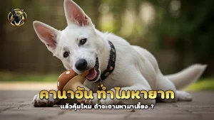 คานาอัน ทำไมหายาก