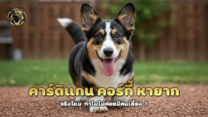 คาร์ดิแกน คอร์กี้ หายาก