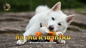 คิชู เคน หายากไหม