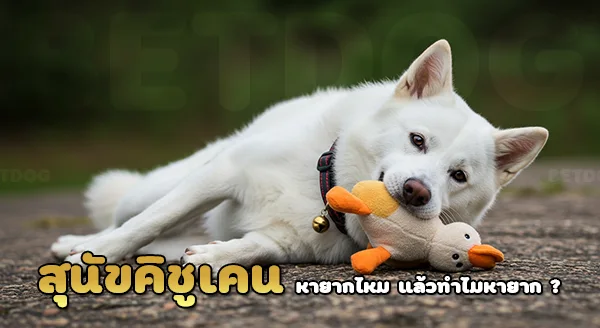 คิชู เคน หายากไหม