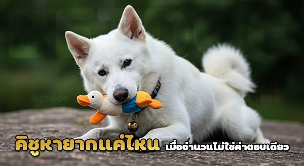 คิชู เคน หายากไหม