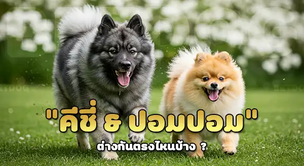 คีชอนด์ vs ปอมเมอเรเนียน