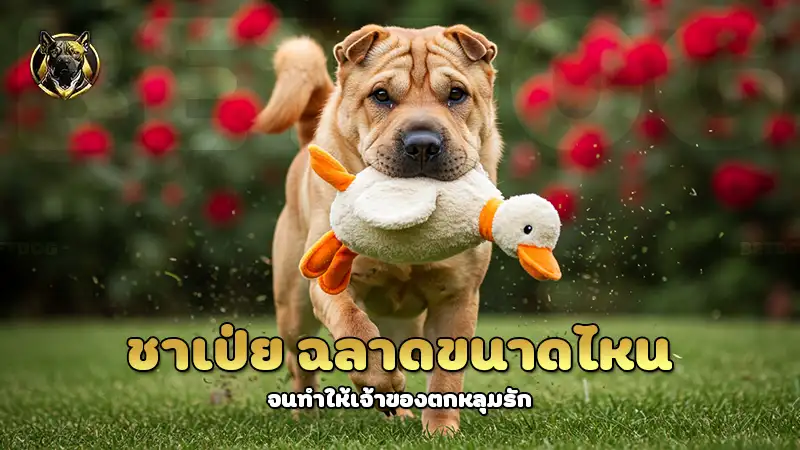 ชาเป่ย ฉลาดขนาดไหน