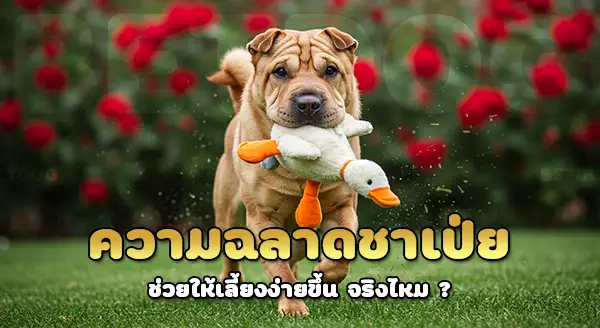 ชาเป่ย ฉลาดขนาดไหน