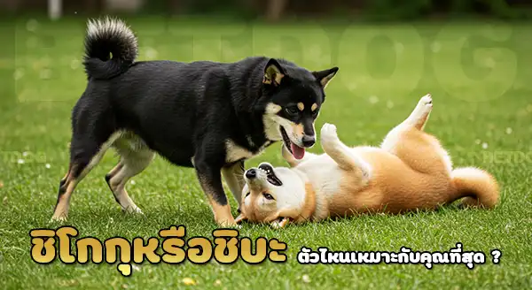 ชิโกกุ vs ชิบะอินุ