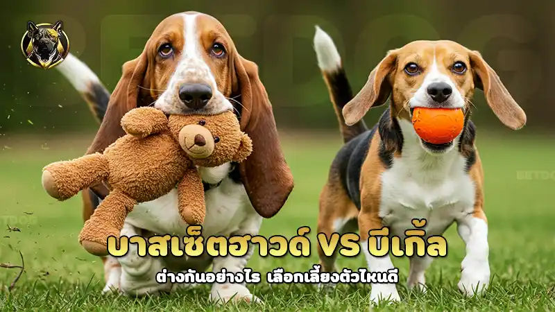 บาสเซ็ตฮาวด์ vs บีเกิ้ล