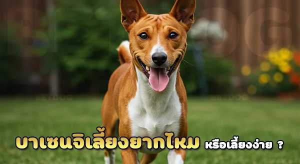 บาเซนจิ เลี้ยงยากไหม