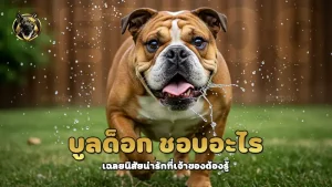 บูลด็อก ชอบอะไร