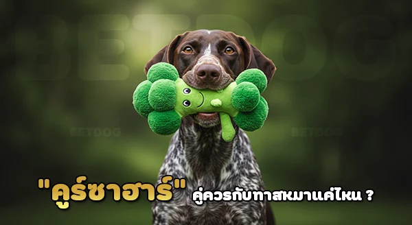 พอยน์เตอร์ ขนสั้นเยอรมัน