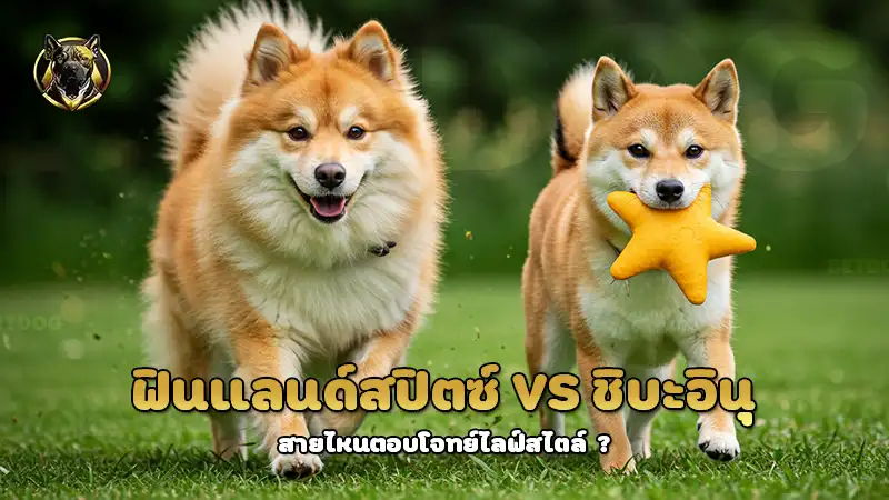 ฟินแลนด์สปิตซ์ vs ชิบะอินุ