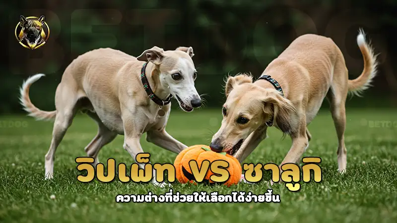 วิปเพ็ท vs ซาลูกิ