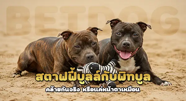 สตาฟฟี้ บูลล์ vs พิทบูล