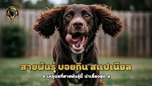 สายพันธุ์ บอยกิน สแปเนียล