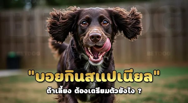 สายพันธุ์ บอยกิน สแปเนียล