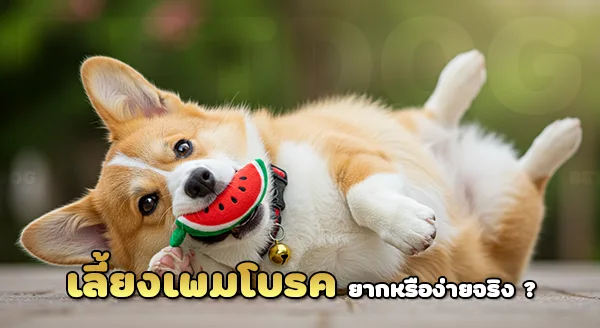 เลี้ยงเพมโบรค คอร์กี้