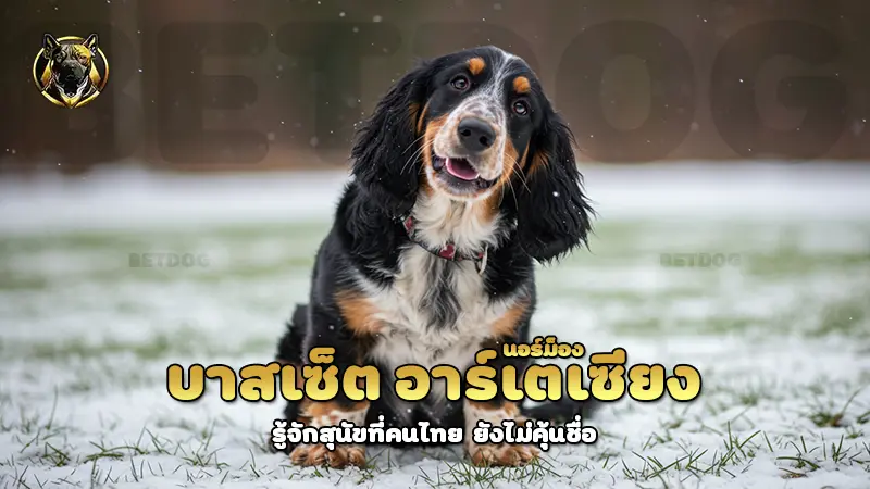 บาสเซ็ต อาร์เตเซียง นอร์ม็อง