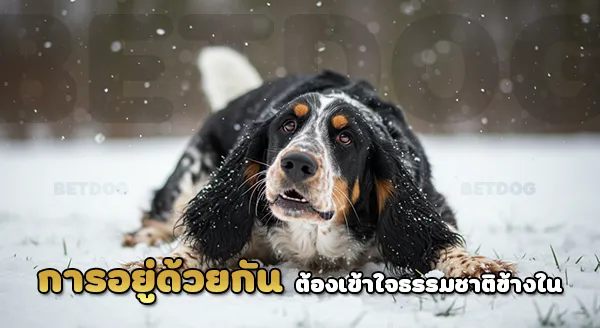 บาสเซ็ต อาร์เตเซียง นอร์ม็อง