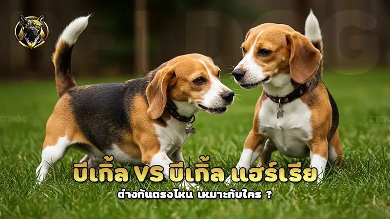 บีเกิ้ล vs บีเกิ้ล แฮร์เรีย