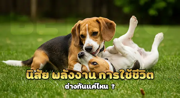 บีเกิ้ล vs บีเกิ้ล แฮร์เรีย