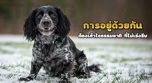 ปงต์โอเดอแมร์ สแปเนียล