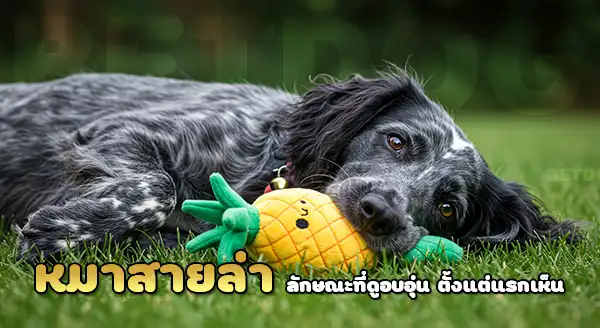 ประวัติ บลูพิคาร์ดี้