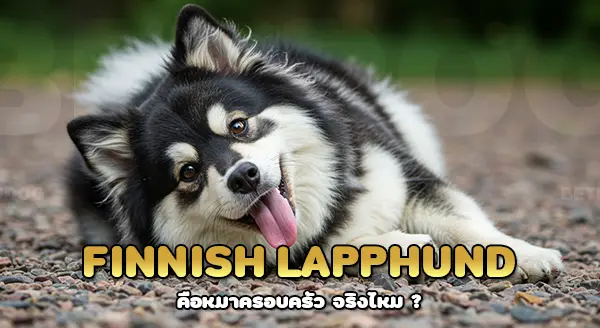 ประวัติ ฟินแลนด์แลปฮุนด์
