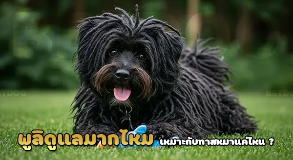 พูลิ ดูแลมากไหม