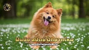 ฟินนิช สปิตซ์ ฝึกยากไหม