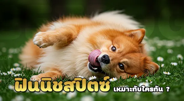 ฟินนิช สปิตซ์ ฝึกยากไหม