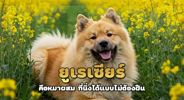 ยูเรเซียร์ สุนัขลูกผสม