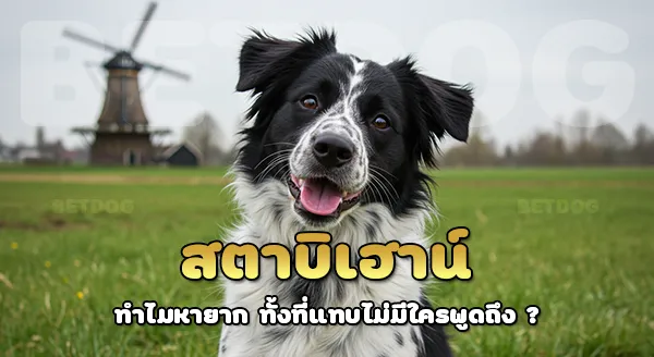 สตาบิเฮาน์ ทำไมหายาก