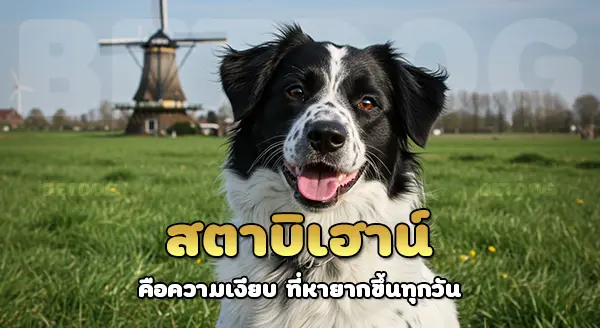 สตาบิเฮาน์ ทำไมหายาก