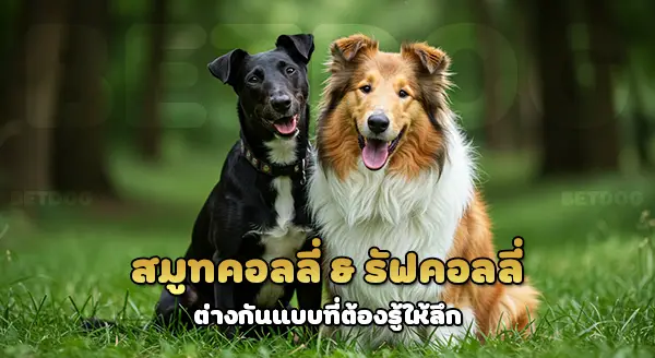 สมูทคอลลี่ vs รัฟคอลลี่