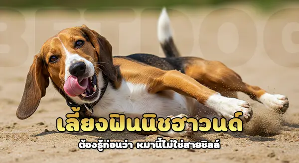 เลี้ยงฟินนิช ฮาวนด์