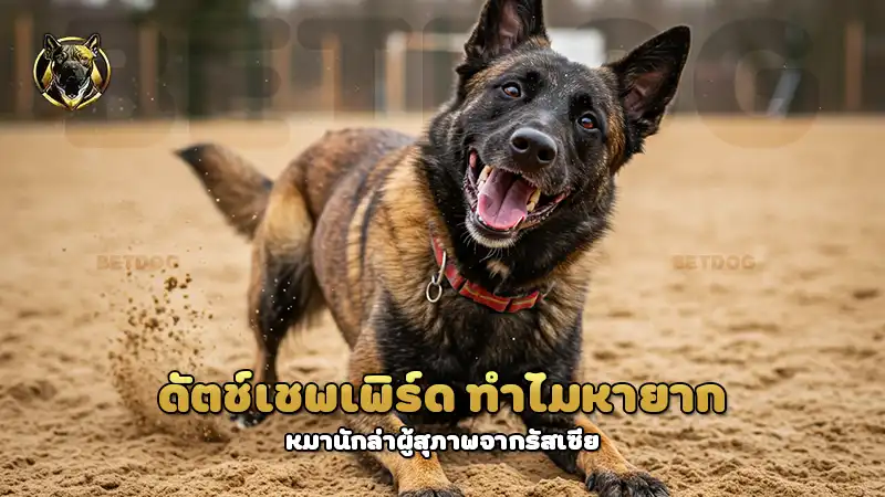 ดัตช์เชพเพิร์ด ทำไมหายาก