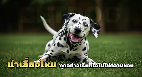 ดัลเมเชียน น่าเลี้ยงไหม