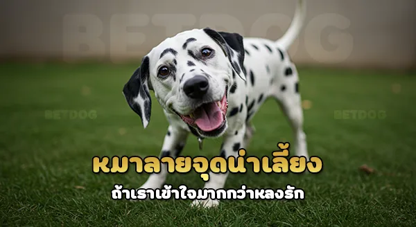 ดัลเมเชียน น่าเลี้ยงไหม